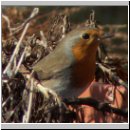 Erithacus rubecula - Rotkehlchen 08.jpg